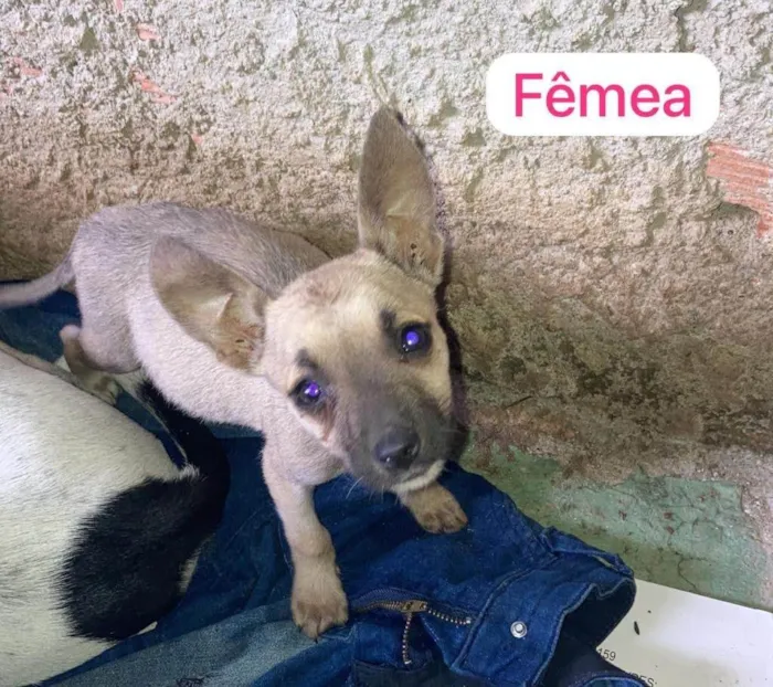 Cachorro ra a SRD-ViraLata idade 2 a 6 meses nome Barbie