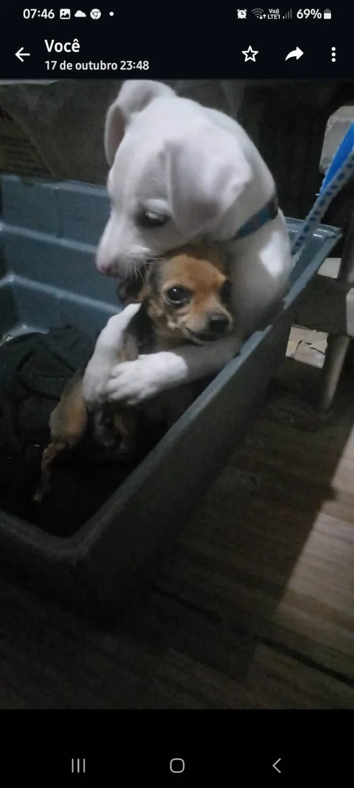 Cachorro ra a Pitbul idade 2 a 6 meses nome Zeus