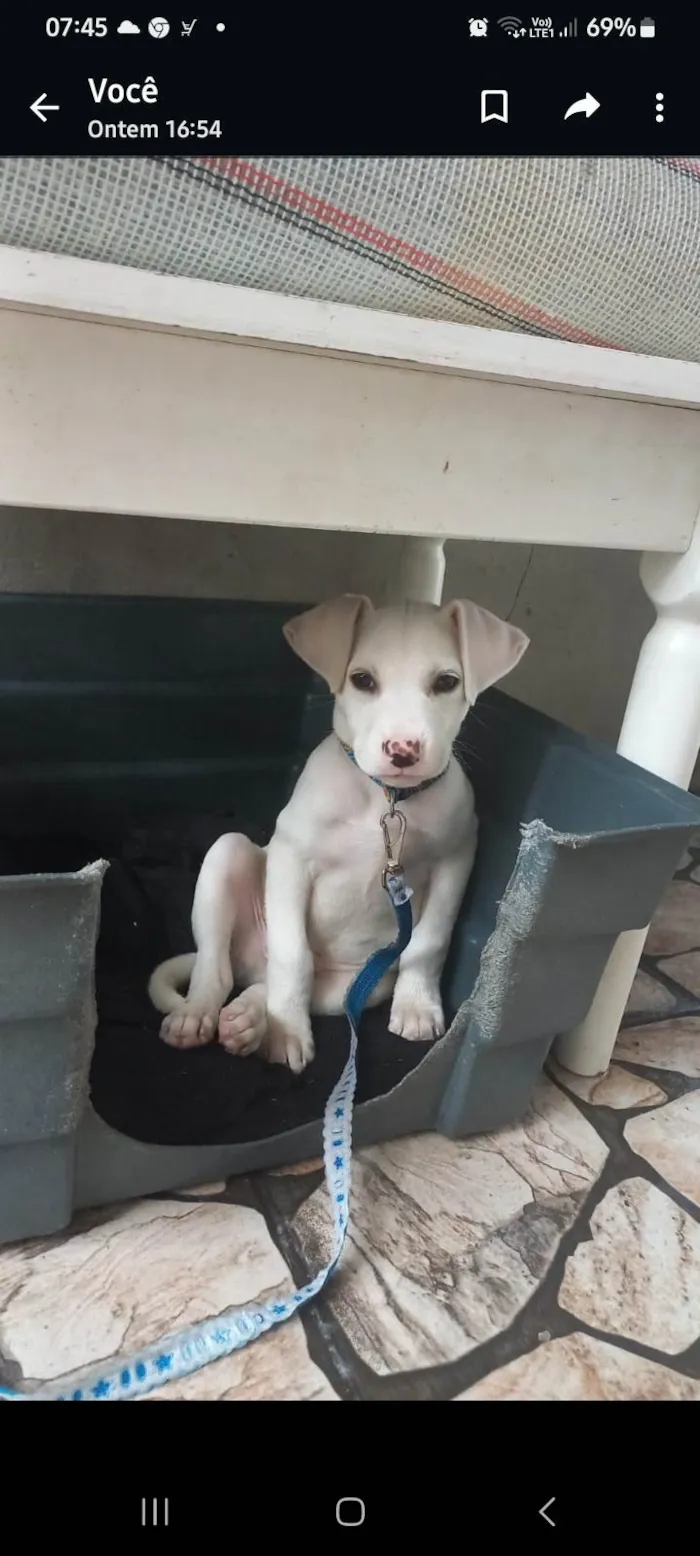 Cachorro ra a Pitbul idade 2 a 6 meses nome Zeus
