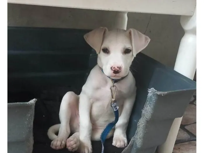 Cachorro ra a Pitbul idade 2 a 6 meses nome Zeus