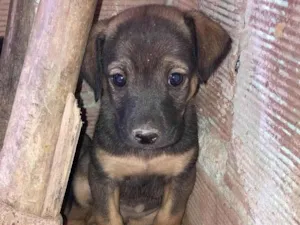 Cachorro raça SRD-ViraLata idade 2 a 6 meses nome Petruccio