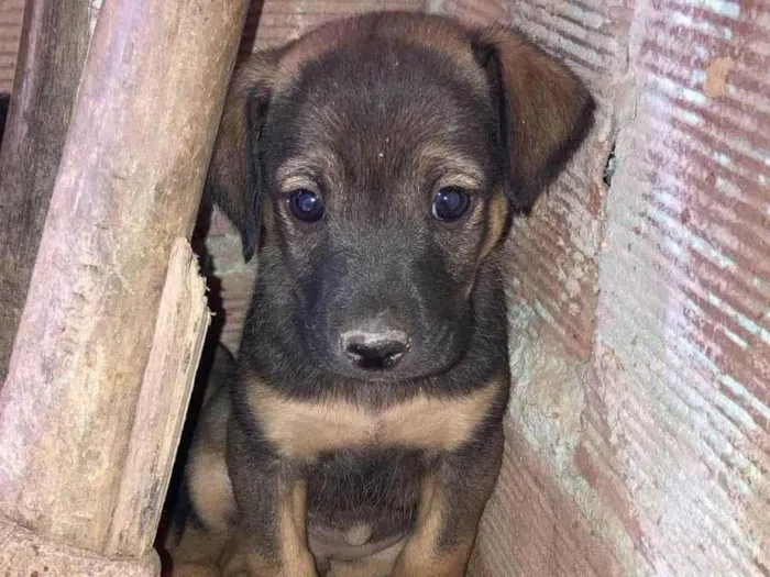 Cachorro ra a SRD-ViraLata idade 2 a 6 meses nome Petruccio