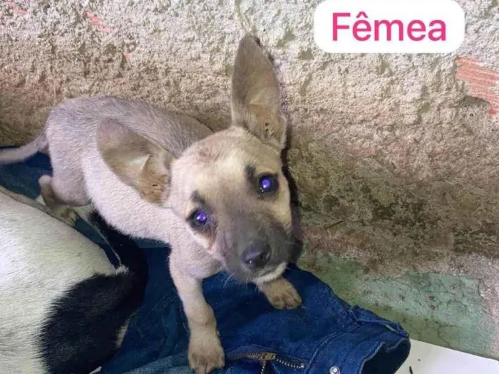 Cachorro ra a SRD-ViraLata idade 2 a 6 meses nome Barbie