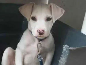 Cachorro raça Pitbul idade 2 a 6 meses nome Zeus