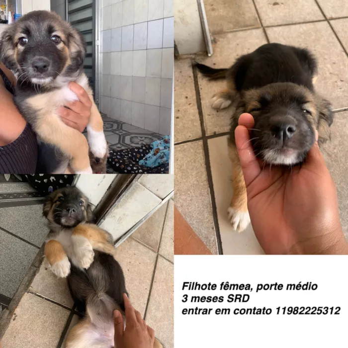Gato ra a SRD-ViraLata idade 2 a 6 meses nome Docinho