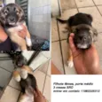 Docinho