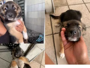 Gato raça SRD-ViraLata idade 2 a 6 meses nome Docinho