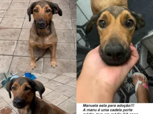 Cachorro raça SRD-ViraLata idade 2 anos nome MANUELA