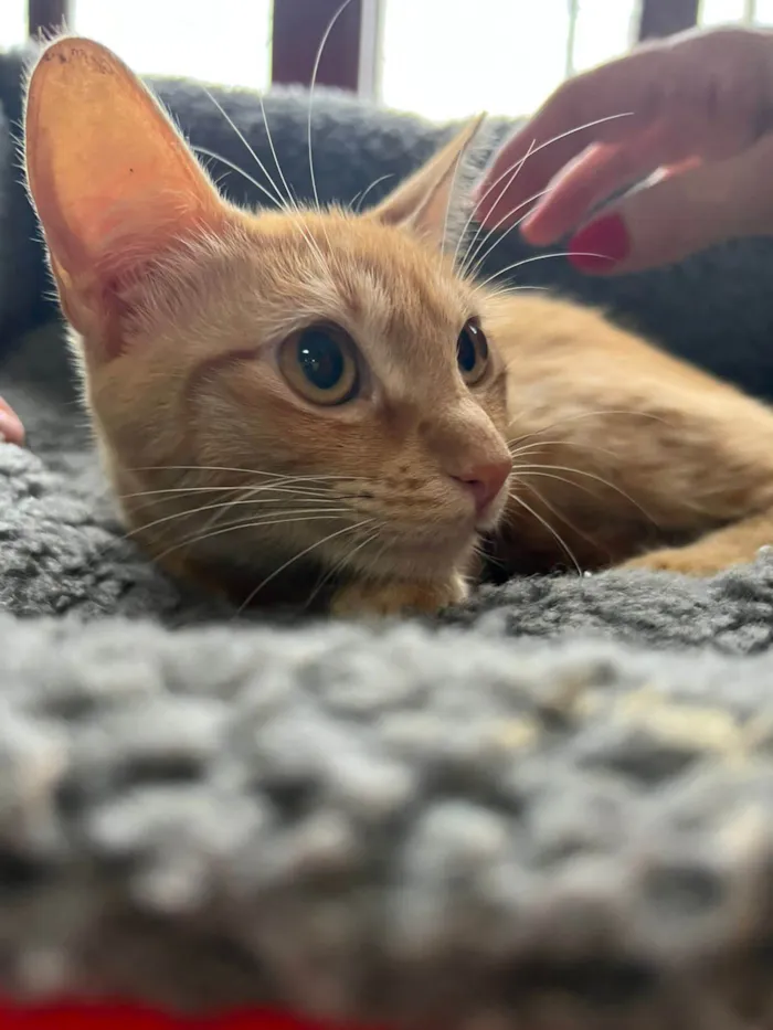 Gato ra a SRD-ViraLata idade 2 a 6 meses nome Babi