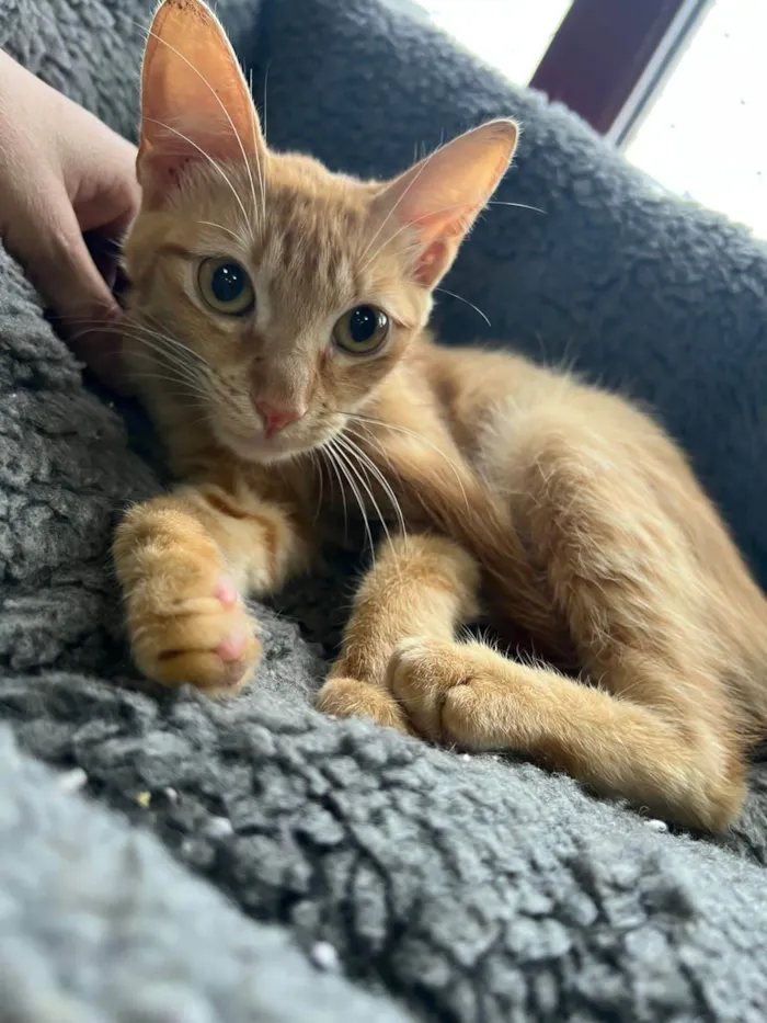 Gato ra a SRD-ViraLata idade 2 a 6 meses nome Babi