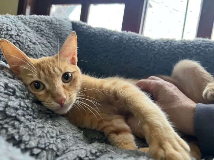 Gato ra a SRD-ViraLata idade 2 a 6 meses nome Babi