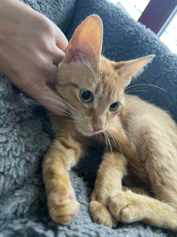 Gato ra a SRD-ViraLata idade 2 a 6 meses nome Babi