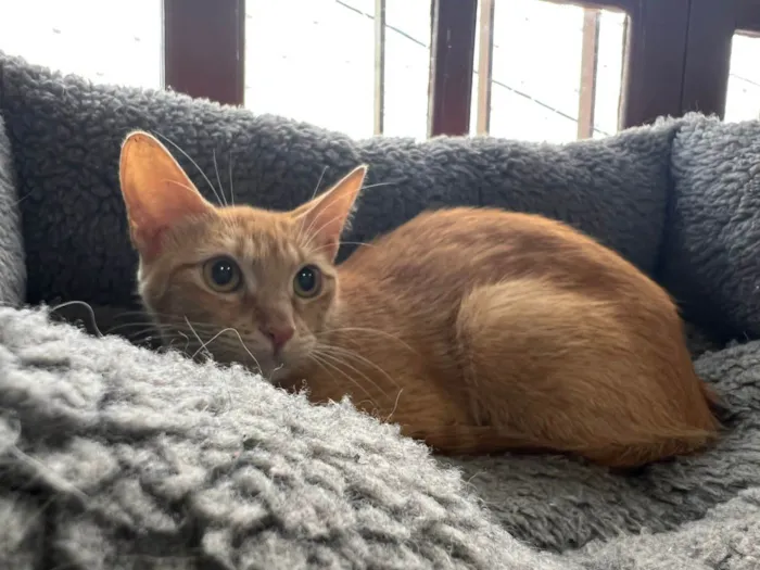 Gato ra a SRD-ViraLata idade 2 a 6 meses nome Babi