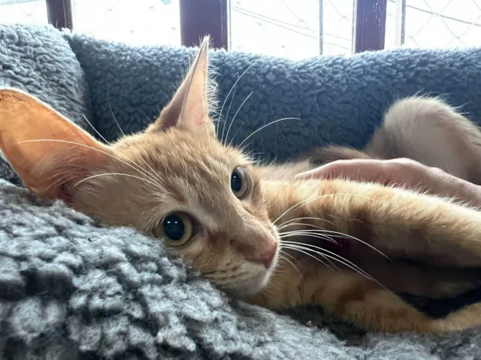 Gato ra a SRD-ViraLata idade 2 a 6 meses nome Babi