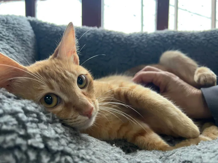 Gato ra a SRD-ViraLata idade 2 a 6 meses nome Babi