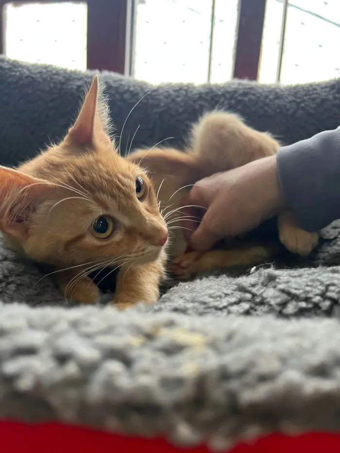 Gato ra a SRD-ViraLata idade 2 a 6 meses nome Babi