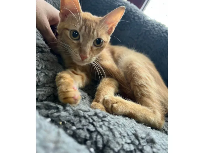 Gato ra a SRD-ViraLata idade 2 a 6 meses nome Babi