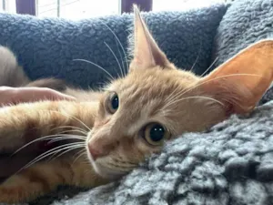 Gato raça SRD-ViraLata idade 2 a 6 meses nome Babi
