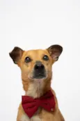 Hugo