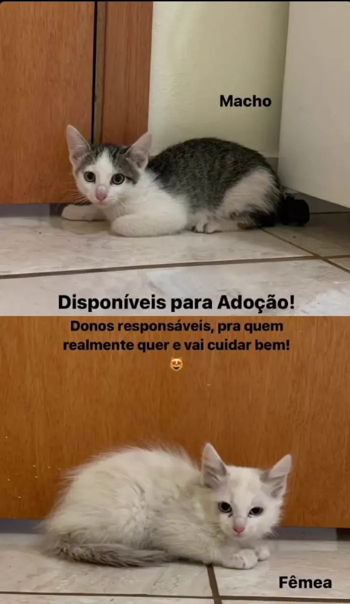 Gato ra a SRD-ViraLata idade 2 a 6 meses nome Sem nome