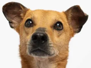 Cachorro raça SRD-ViraLata idade 5 anos nome Hugo