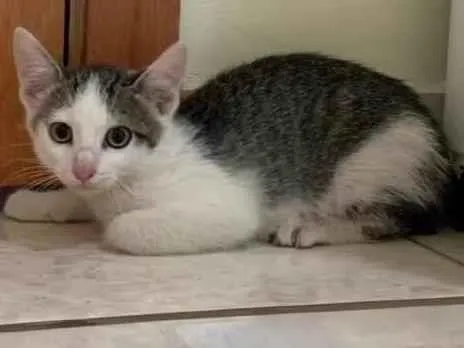 Gato ra a SRD-ViraLata idade 2 a 6 meses nome Sem nome