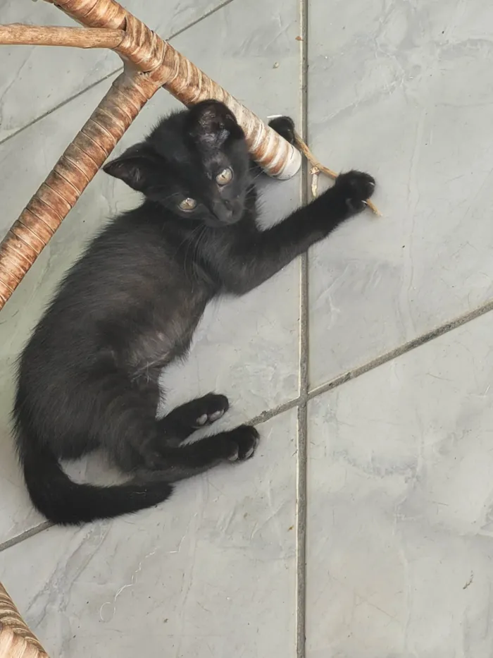 Gato ra a Gato preto  idade 2 a 6 meses nome Não tem nome 