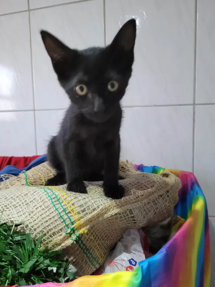Gato ra a Gato preto  idade 2 a 6 meses nome Não tem nome 