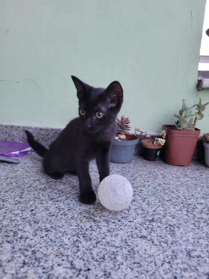 Gato ra a Gato preto  idade 2 a 6 meses nome Não tem nome 