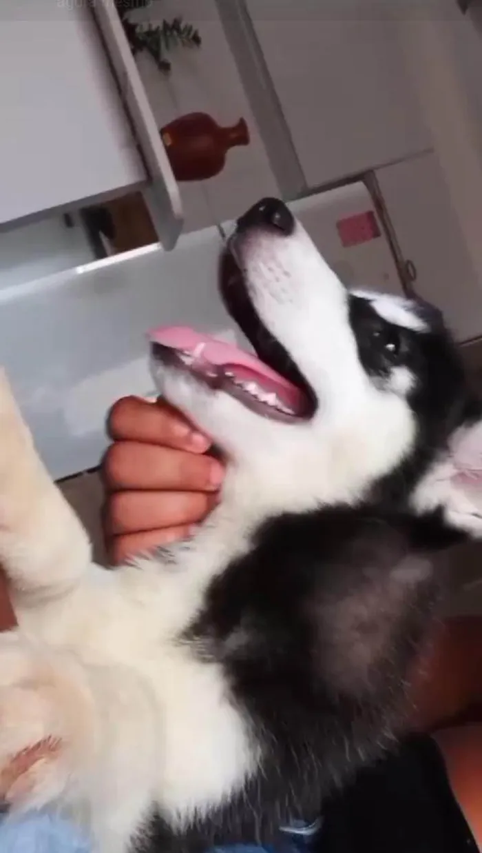 Cachorro ra a Husky siberiano  idade 2 a 6 meses nome Kiara