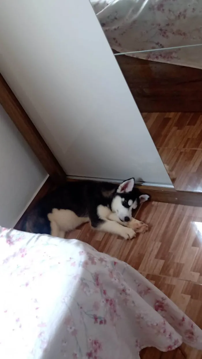 Cachorro ra a Husky siberiano  idade 2 a 6 meses nome Kiara