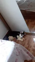 Kiara