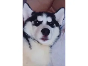 Cachorro raça Husky siberiano  idade 2 a 6 meses nome Kiara