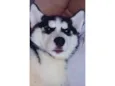 Kiara