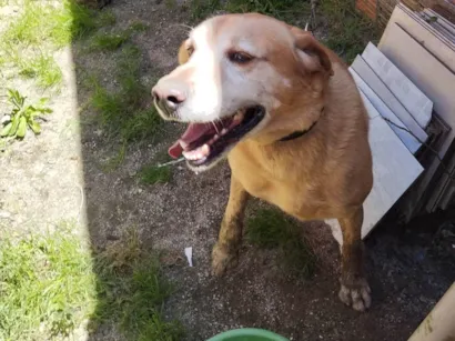 Cachorro raça Labrador  idade 6 ou mais anos nome Duke