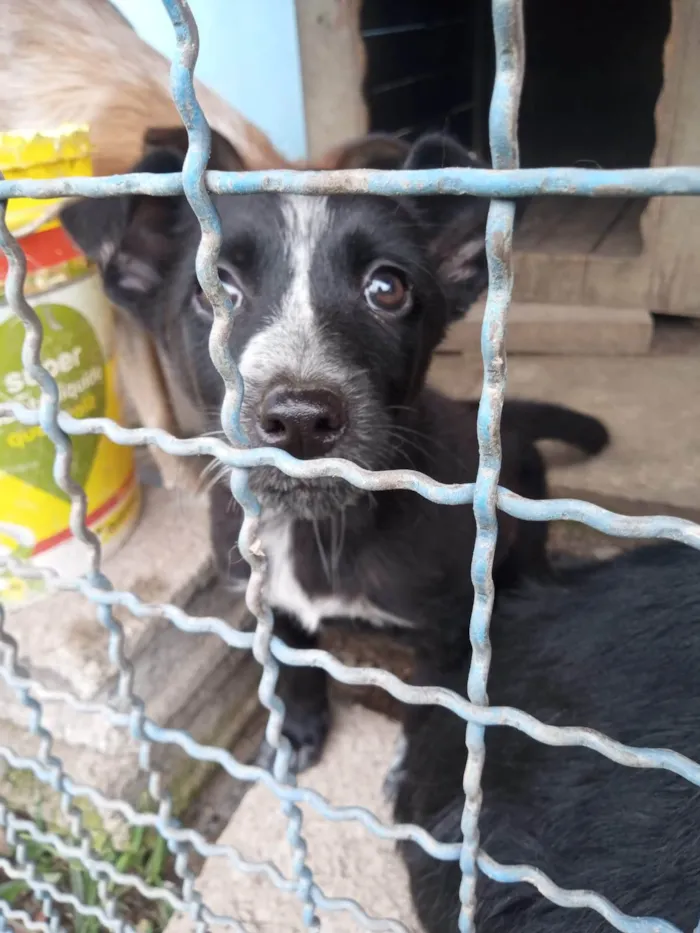 Cachorro ra a SRD-ViraLata idade 2 a 6 meses nome Débora 