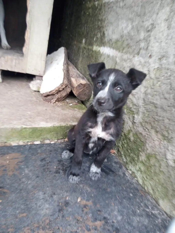 Cachorro ra a SRD-ViraLata idade 2 a 6 meses nome Débora 