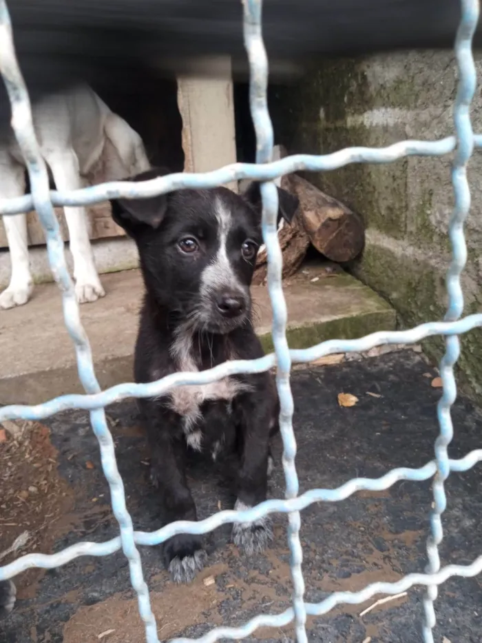 Cachorro ra a SRD-ViraLata idade 2 a 6 meses nome Débora 