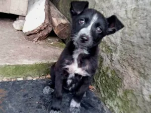 Cachorro raça SRD-ViraLata idade 2 a 6 meses nome Débora 