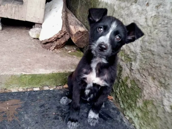Cachorro ra a SRD-ViraLata idade 2 a 6 meses nome Débora 