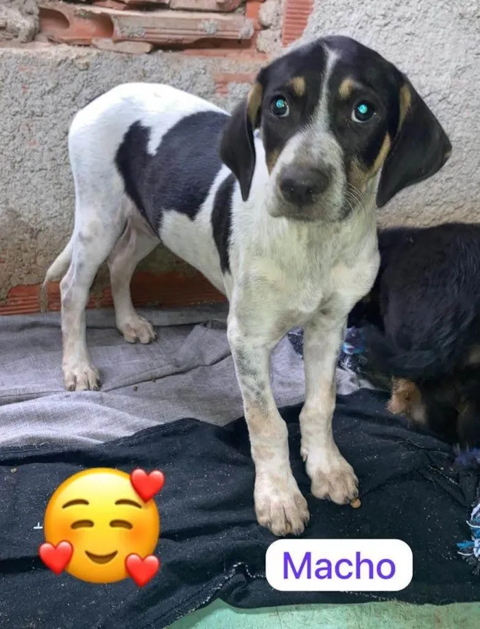 Cachorro ra a SRD-ViraLata idade 2 a 6 meses nome Bejamim