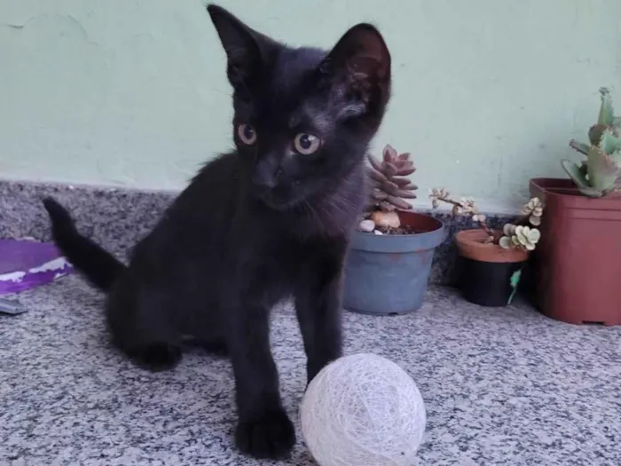 Gato ra a Gato preto  idade 2 a 6 meses nome Não tem nome 