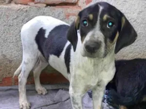 Cachorro raça SRD-ViraLata idade 2 a 6 meses nome Bejamim