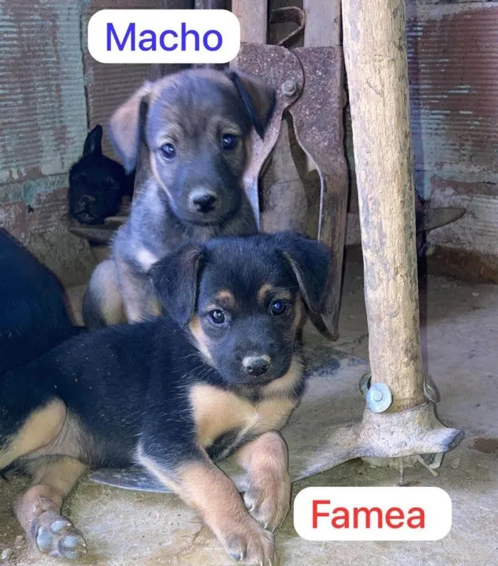 Cachorro ra a SRD-ViraLata idade 2 a 6 meses nome Eduardo e Salete