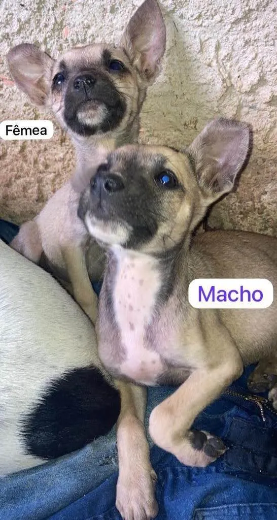 Cachorro ra a SRD-ViraLata idade 2 a 6 meses nome Camilo e Barbie