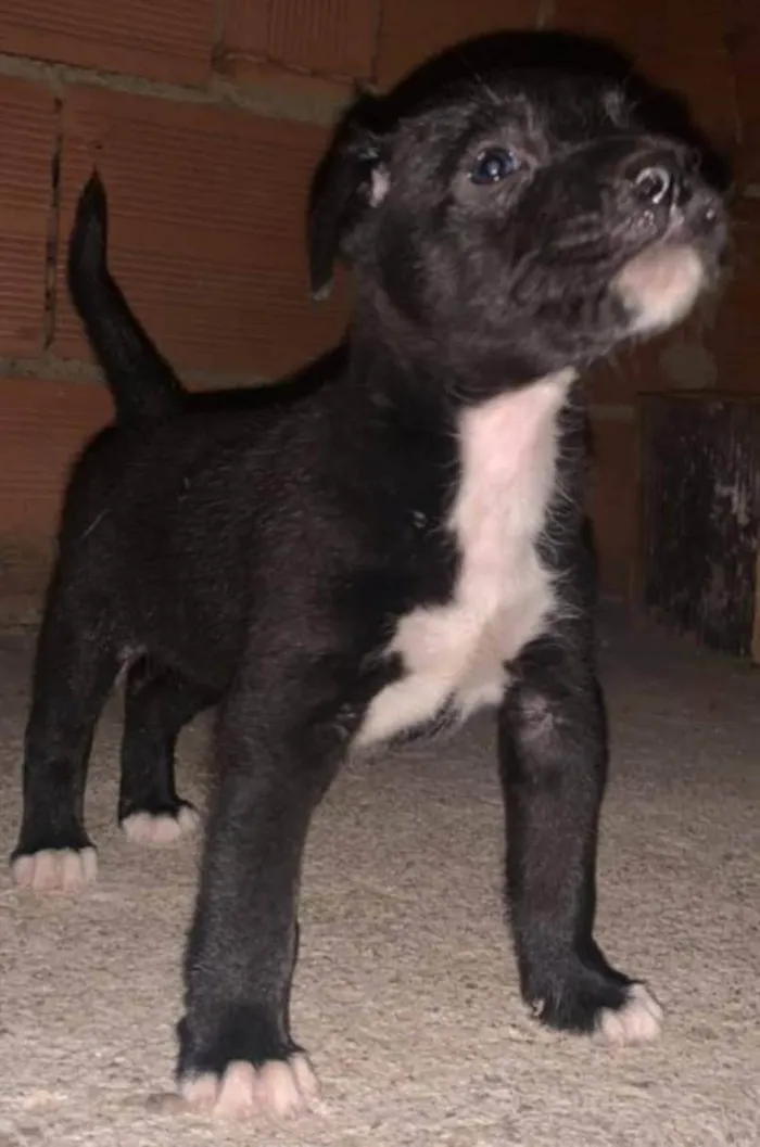 Cachorro ra a SRD-ViraLata idade 2 a 6 meses nome Baronesa
