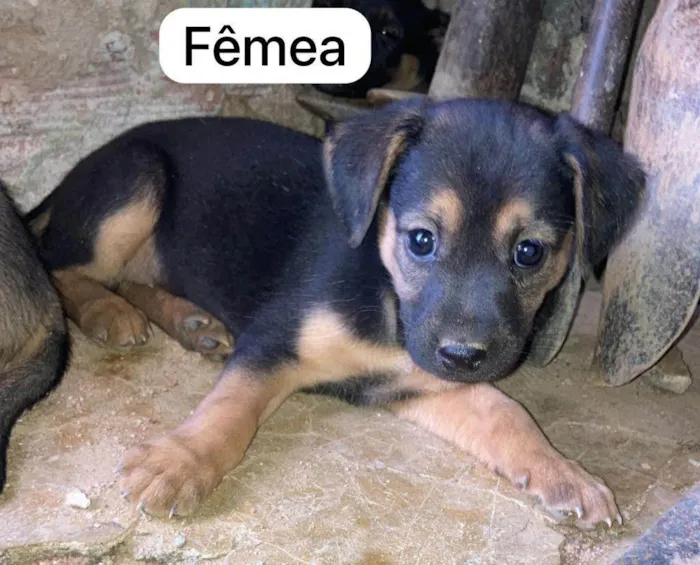 Cachorro ra a SRD-ViraLata idade 2 a 6 meses nome Salete 