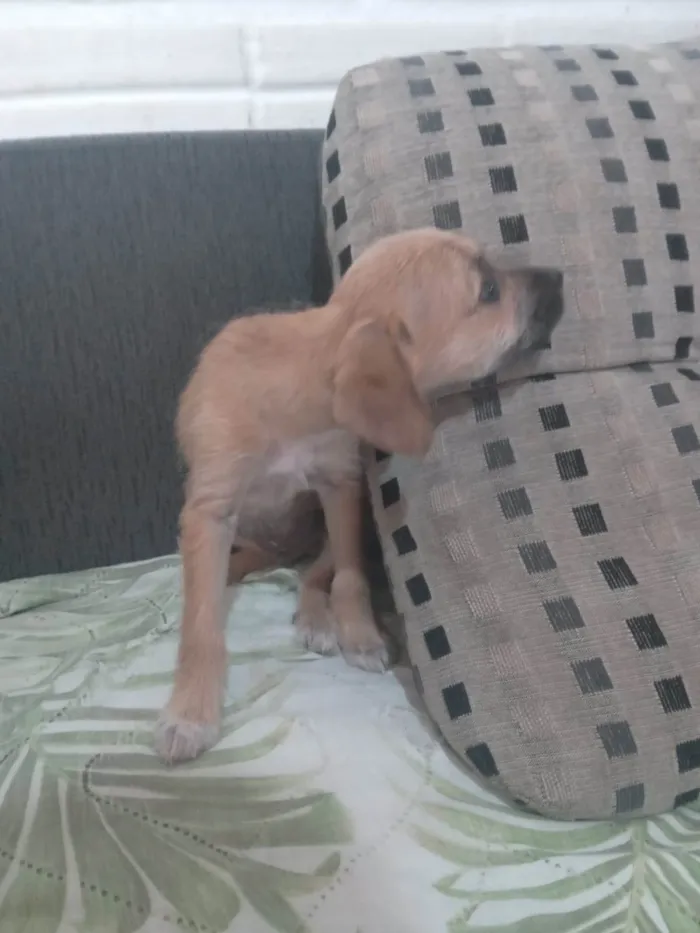 Cachorro ra a SRD-ViraLata idade 2 a 6 meses nome Mel 