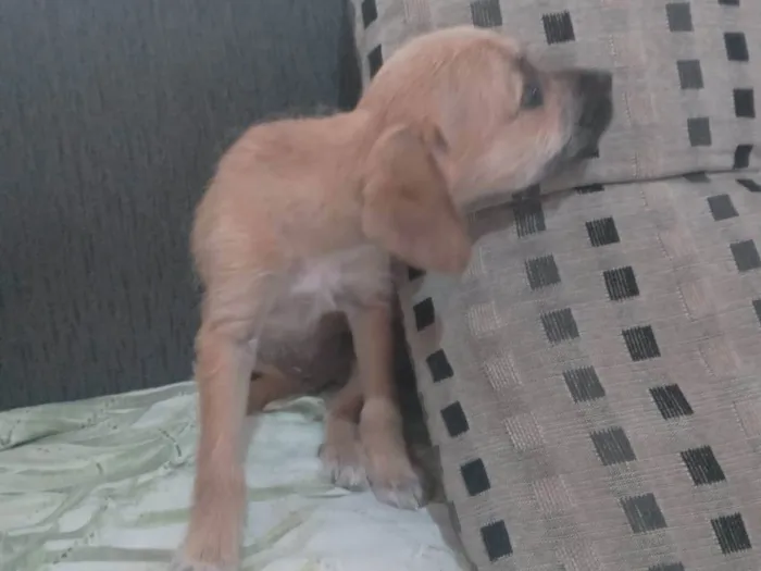 Cachorro ra a SRD-ViraLata idade 2 a 6 meses nome Mel 