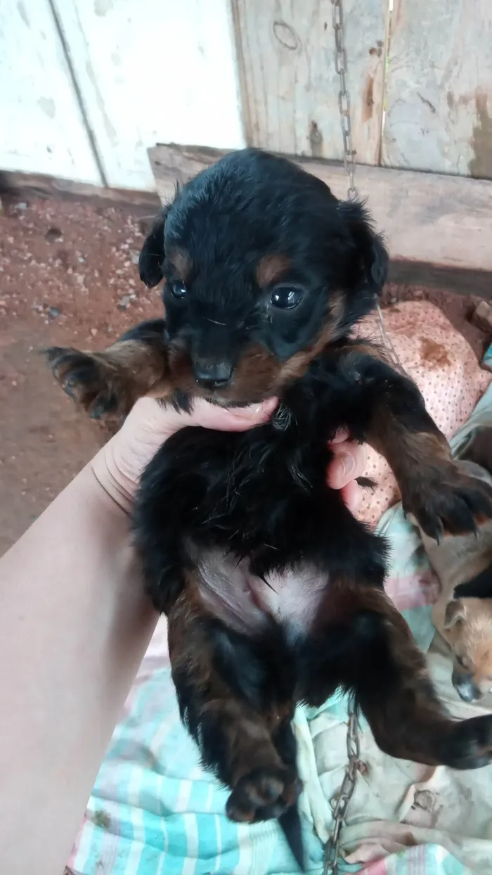 Cachorro ra a SRD idade Abaixo de 2 meses nome Simba